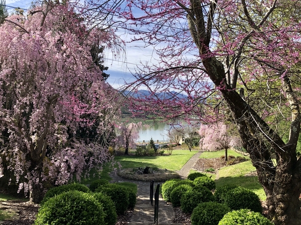Garden landscape with flowering trees and lake in the distance.