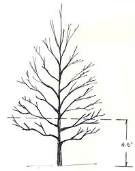 Illustration of tree marking branches below 4' 5' from ground