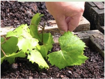 Cutting carefully placed into soil.