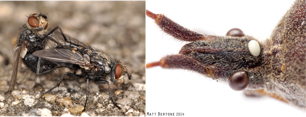 Two adult tachinid flies (left) and close0up of an egg on the head of a bug (right)