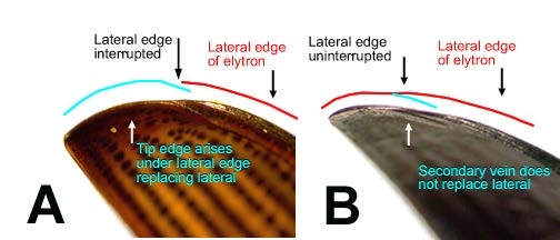 Close comparison view of elytron with interrupted lateral edge vs. elytron with uninterrupted lateral edge (secondary vein does not replace lateral)