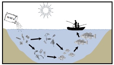 Illustration shows fertilizer (10-52-4) being added to pond, various aquatic animals in a good chain, and fisherman fishing in a boat