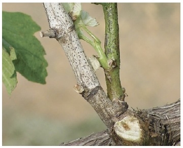 Black elliptical lesions on shoots