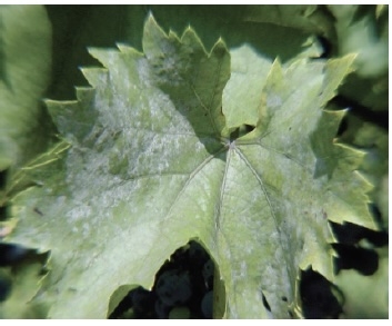 white mycelial growth on top surface of leaf