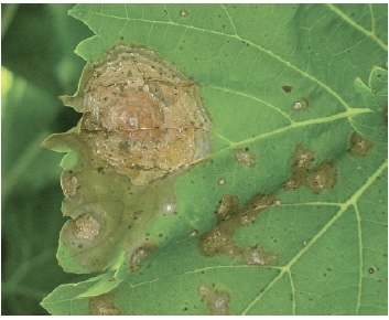 Grape leaf with large, circular lesion with a concentric zonate appearance