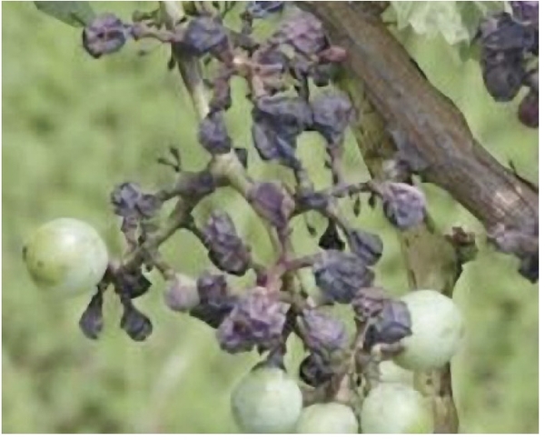 Bunch of grapes where most of the fruit is shriveled and black