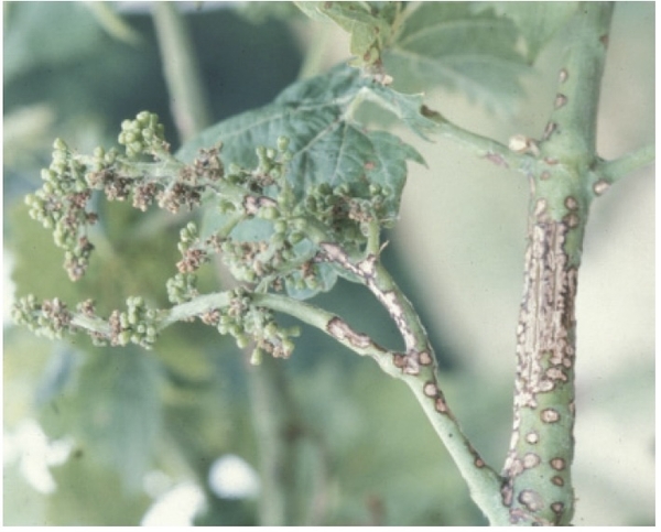 Lesions on shoots with brownish borders