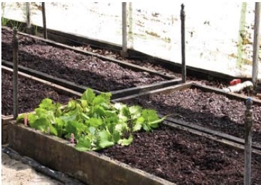 View of the whole bed with cuttings placed.