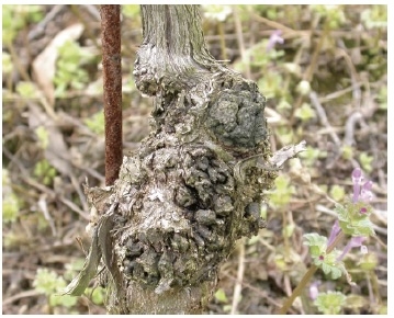 A grapevine with crown gall disease showing a large, textured gall.