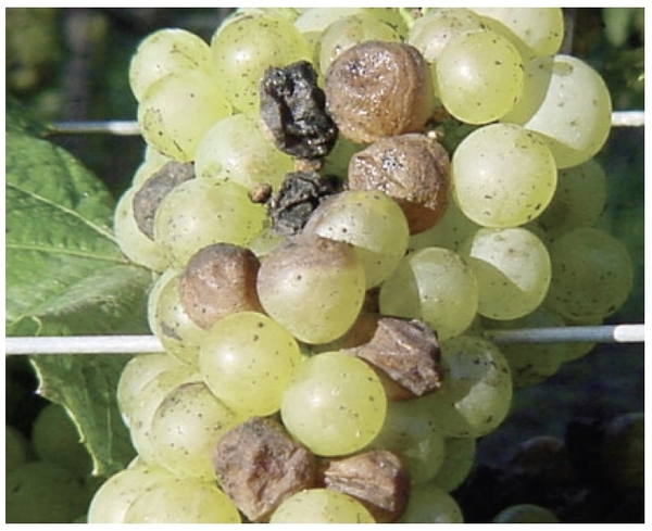 Bunch of green grapes with several rotten shriveled grapes