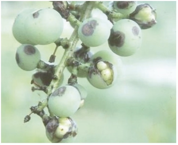 Bunch of green grapes with brown grey rotten splotches