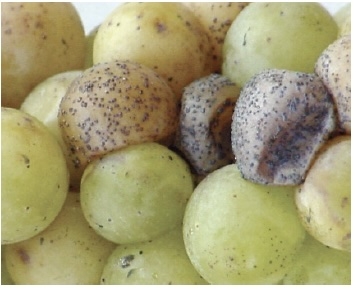 green grapes with little raised black spots all over the fruit