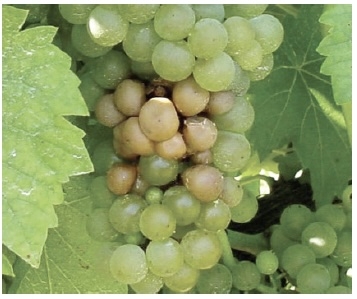 Cluster of green grapes where many have turned tan/brown and soft