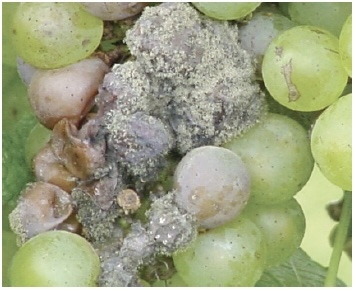 Green grapes covered in fluffy gray spores