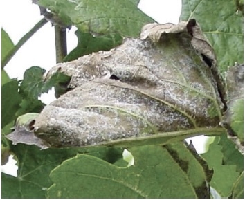 white cottony looking substance on underside of leaf