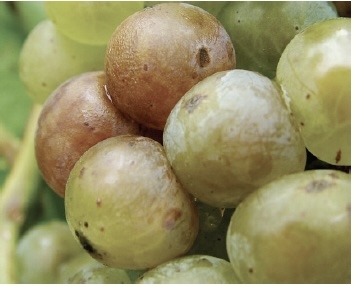 Small dark sunken region on grape