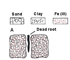 Illustration shows a dead root and sand, clay and Fe (III) on either side of root channel