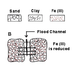 Illustration shows reduced Fe (III) in the soil near the flood channel.