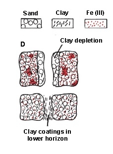 Illustration shows clay coatings in lower horizon.