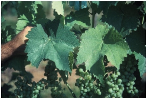 leaves with uniform light green color