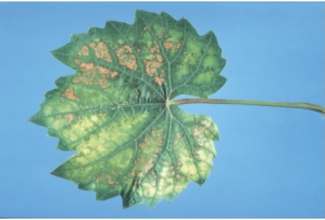 Leaf with interveinal chlorosis or yellowing.