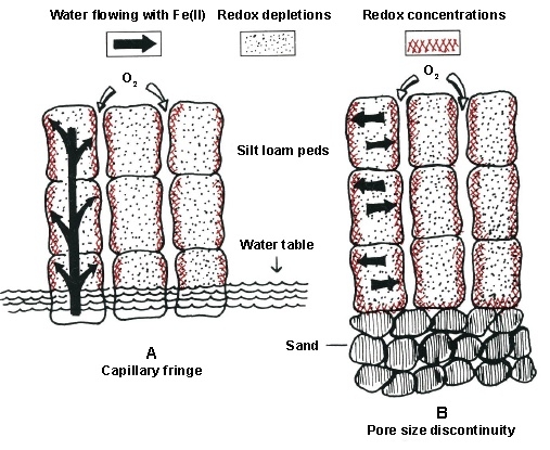 Illustration shows water flowing with Fe (II), Redox depletions, and redox concentrations