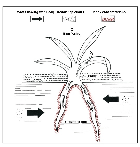 Diagram of rice paddy shows redox concentrations around rice roots