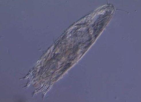 mite has a translucent body and is shaped like a carrot or cigar