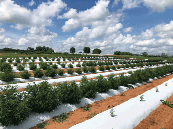A field with rows of hemp plants.