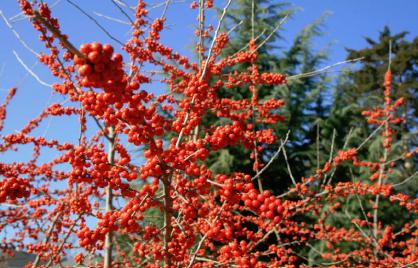 Brightly colored berries of a winterberry holly