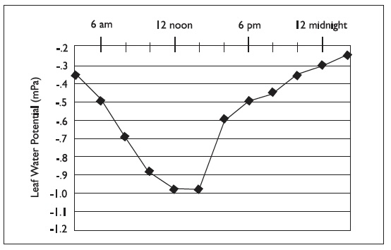 Line graph shows leaf water potential (mPa) from 6 am to midnight. The line drops from 6 am to noon and then begins rising.