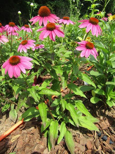 Color photo of plant with green leaves and magenta flowers