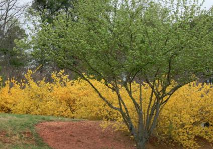 Forsythia in full bloom grow behind a tree