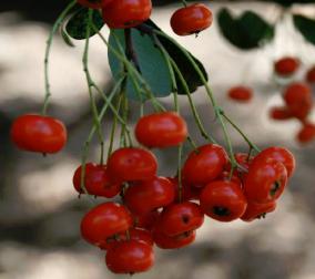 A cluster of bright red berries from a Formosa firethorn