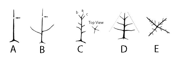pruning central leader tree diagram