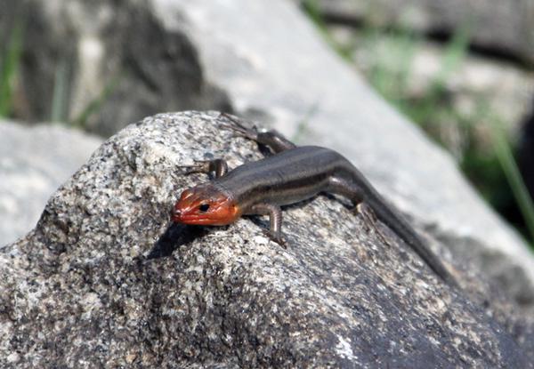 A brown skink with a red head basks on a rock.