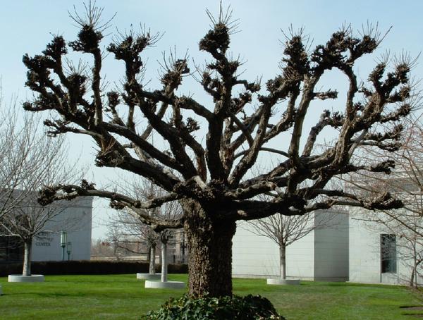 A pollarded tree showing knobby pollard heads.