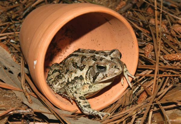 A toad sits inside a small terracotta pot tipped on its side on the ground.