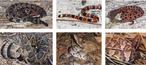 A compilation of images of six snakes.