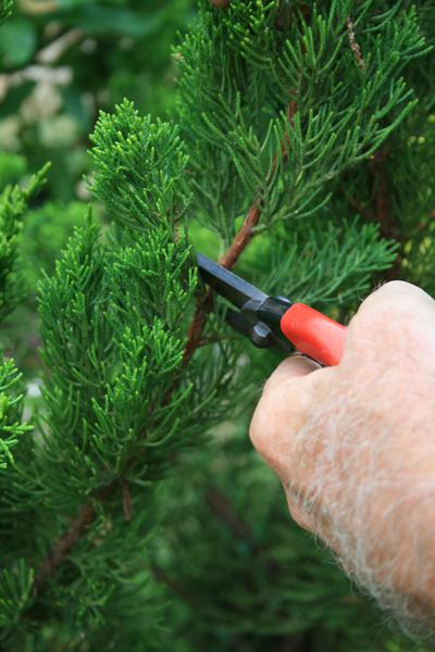 Someone prepares to make a reduction cut on a juniper.