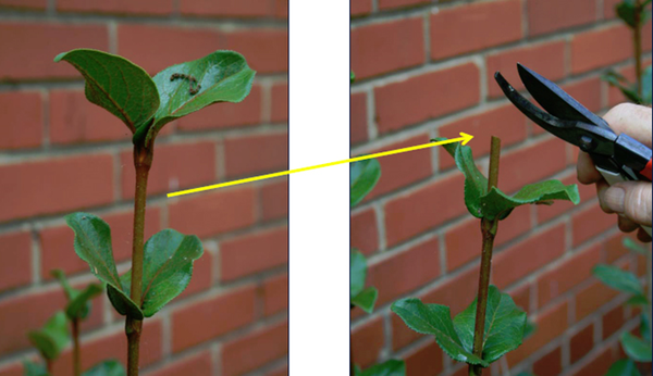 A viburnum shrub receives a heading cut