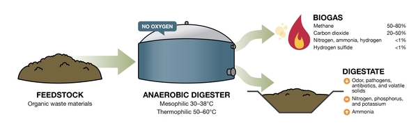 Illustration shows feedstock, anaerobic digester, biogas, and digestate