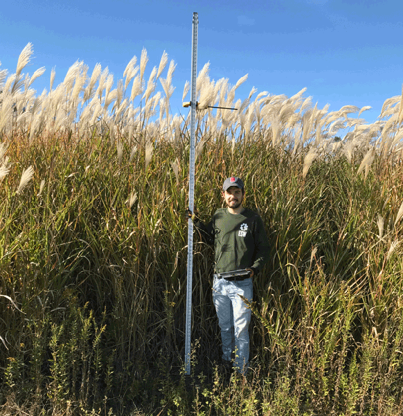 Person in field with miscanthus growing above head height