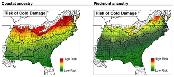 Figures showing the areas of cold damage for loblolly pine trees for piedmont and coastal varieties.