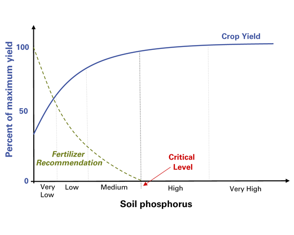 Crop yield increases until soil P reaches the critical level.