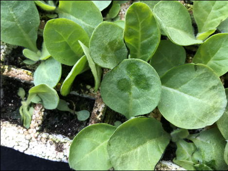 Photo of tobacco seedlings in tray with dark spots on leaves