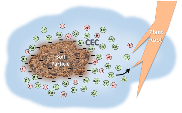 Illustration of negatively charged soil particle and cations
