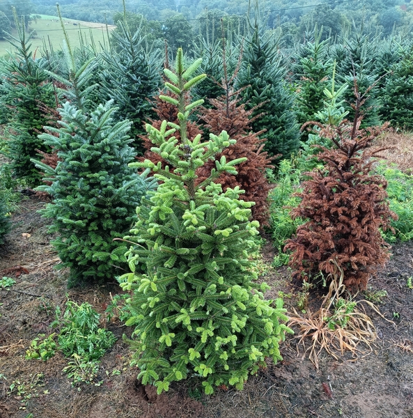 Thumbnail image for Management of Phytophthora Root Rot in Fraser Fir Christmas Trees
