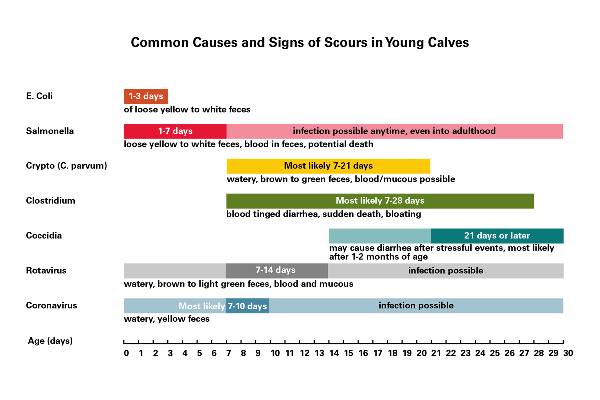 Timeline showing when calves are at risk from each pathogen that causes scours as described in Table 1.