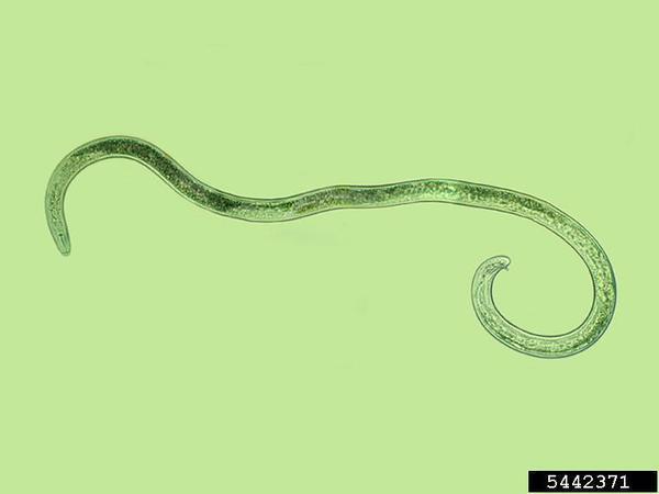 Light microscopy image of adult male root-knot nematode